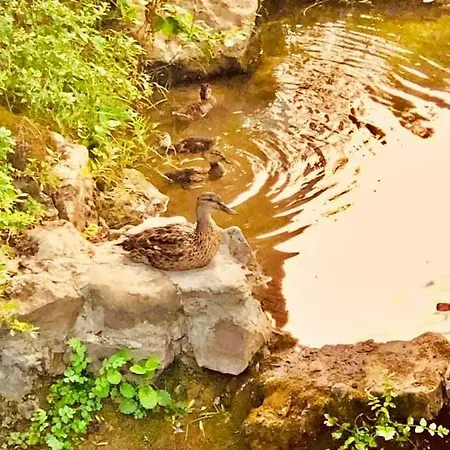 Casalinho Da Azenha - Charm House *